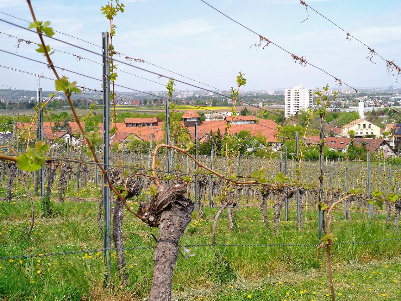 Ortsansicht von Fellbach mit Kappelberg
