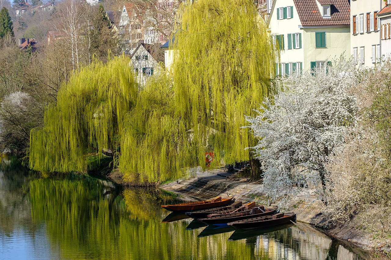 Stocherkähne an der Tübinger Neckarfront